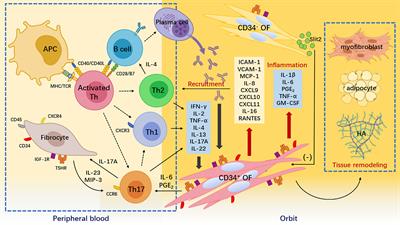 Mechanisms That Underly T Cell Immunity in Graves’ Orbitopathy